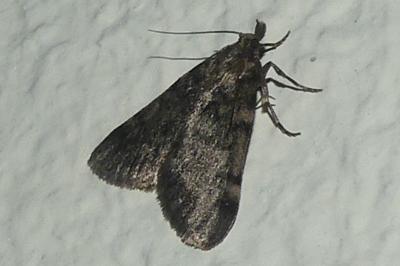 <i>Aglossa pinguinalis</i>