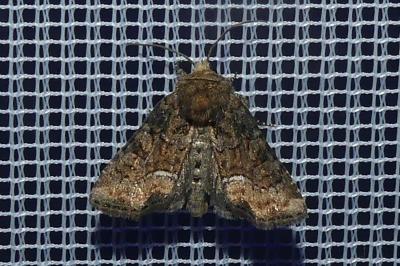<i>Oligia</i>