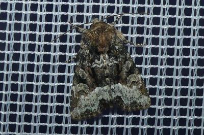 <i>Oligia</i>