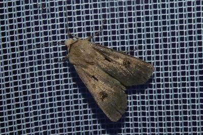 <i>Agrotis exclamationis</i>