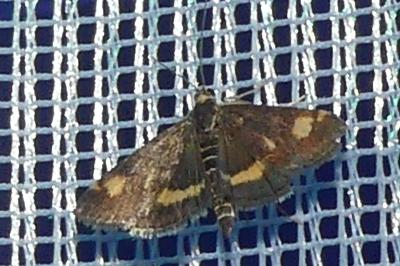 <i>Pyrausta aurata</i>
