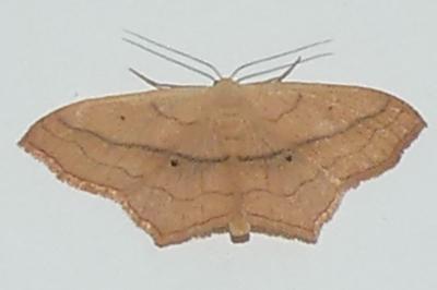 <i>Scopula imitaria</i>