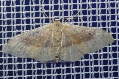 <i>Idaea degeneraria</i>