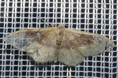<i>Idaea degeneraria</i>
