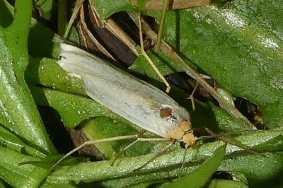 <i>Eilema caniola</i>