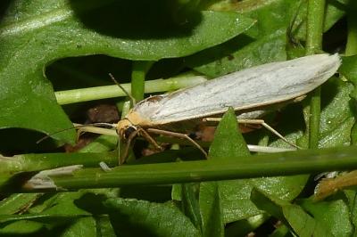 <i>Eilema caniola</i>
