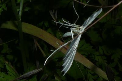 <i>Pterophorus pentadactylus</i>