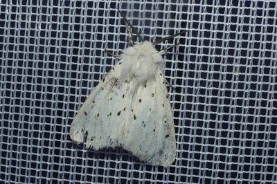 <i>Spilosoma lubricipeda</i>