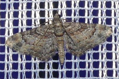 <i>Gymnoscelis rufifasciata</i>