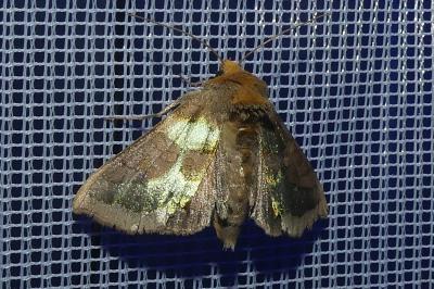 <i>Diachrysia chrysitis</i>