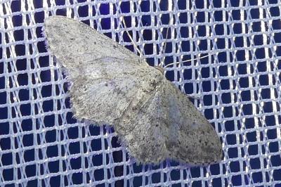 <i>Idaea seriata</i>