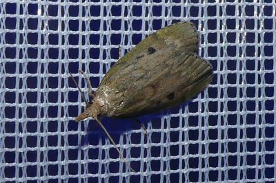 <i>Aphomia sociella</i>