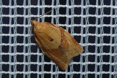 <i>Clepsis consimilana</i>