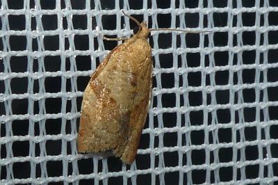 <i>Clepsis consimilana</i>