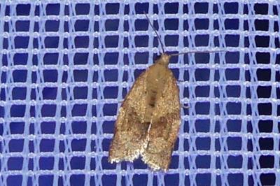 <i>Clepsis consimilana</i>