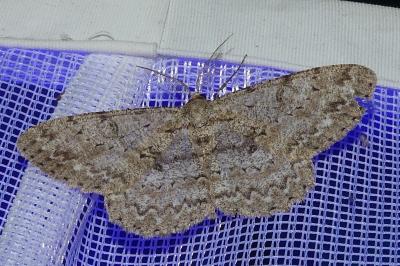 <i>Hypomecis punctinalis</i>