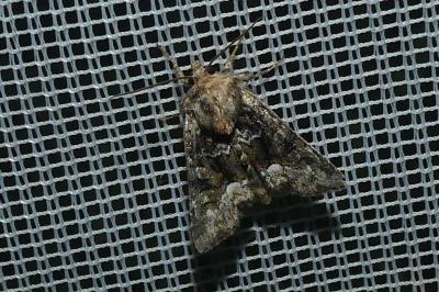 <i>Oligia</i>