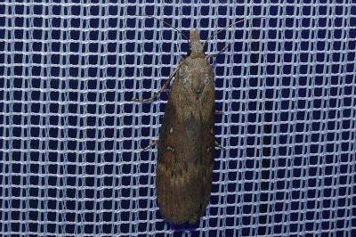 <i>Lamoria anella</i>