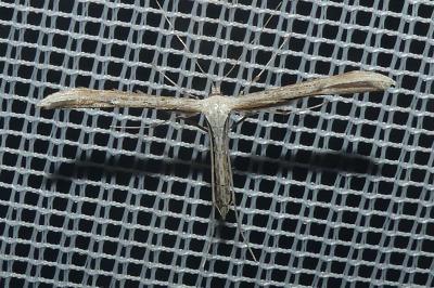 <i>Emmelina argoteles/monodactyla</i>