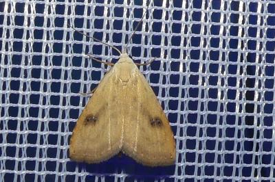 <i>Rivula sericealis</i>
