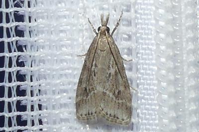 <i>Eudonia pallida</i>