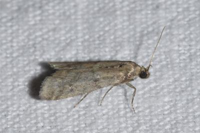 <i>Ephestia woodiella</i>