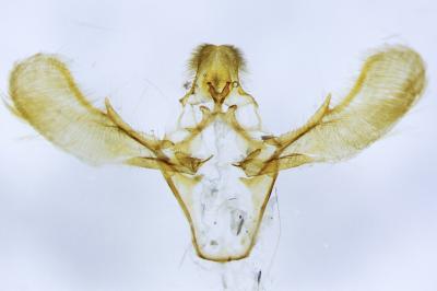 <i>Ephestia woodiella</i>