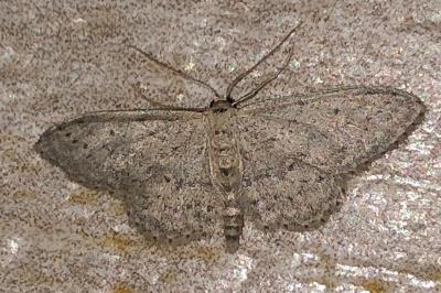 <i>Idaea seriata</i>
