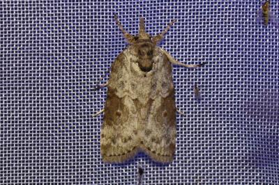 <i>Nycteola revayana</i>