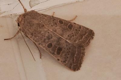 <i>Hoplodrina ambigua</i>