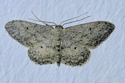 <i>Idaea seriata</i>