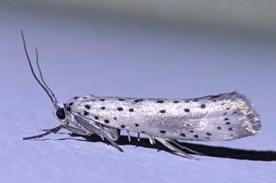 <i>Yponomeuta</i>
