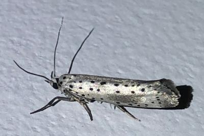 <i>Yponomeuta</i>