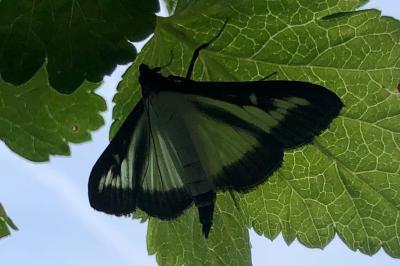<i>Cydalima perspectalis</i>
