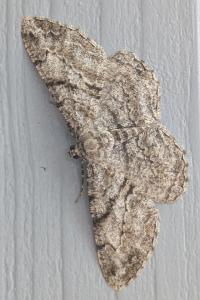 <i>Peribatodes rhomboidaria</i>