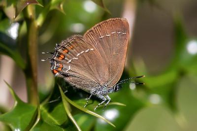 <i>Satyrium ilicis</i>