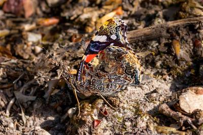 <i>Vanessa atalanta</i>