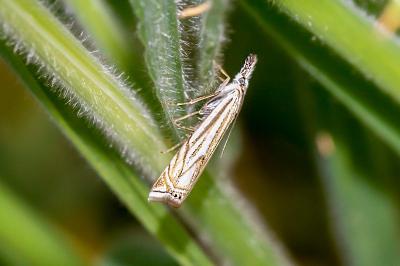 <i>Crambus lathoniellus</i>