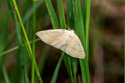 <i>Cyclophora</i>