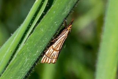 <i>Chrysocrambus linetella</i>