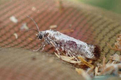 <i>Prays fraxinella</i>