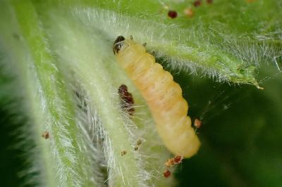 <i>Mompha epilobiella</i>