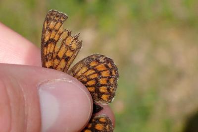 <i>Melitaea athalia</i>