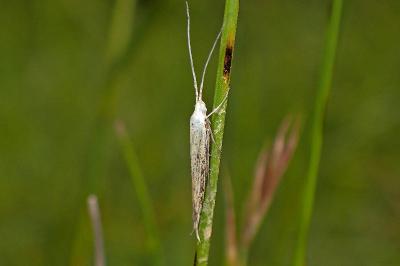 <i>Coleophora</i>