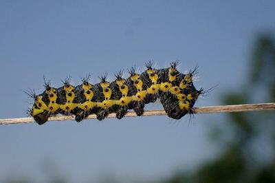 <i>Saturnia pavonia</i>