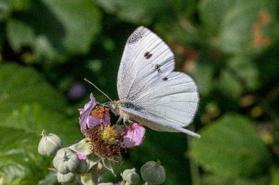 <i>Pieris rapae</i>