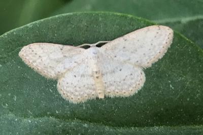 <i>Idaea seriata</i>