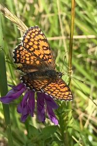 <i>Melitaea cinxia</i>
