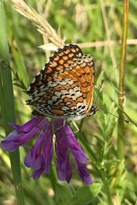 <i>Melitaea cinxia</i>