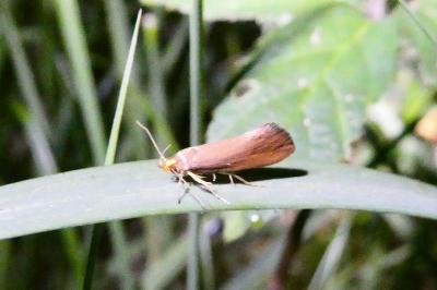 <i>Crassa unitella</i>